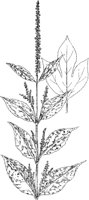 PLF255F.TIF