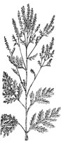 PLF255E.TIF