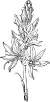 PLF255D.TIF