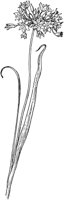 PLF255C.TIF