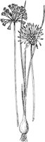 PLF255B.TIF