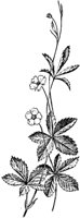PLF254H.TIF
