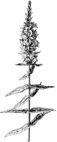 PLF254E.TIF