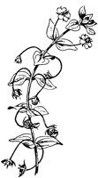PLF254C.TIF