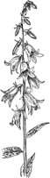 PLF254B.TIF
