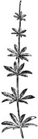 PLF254A.TIF