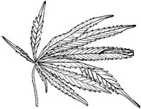 PLF253F.TIF