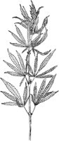 PLF253E.TIF
