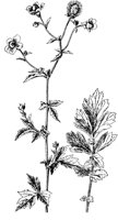 PLF253D.TIF