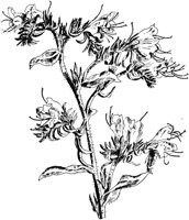 PLF253C.TIF