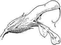 PLF252F.TIF