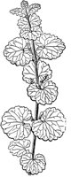 PLF252D.TIF