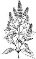 PLF252C.TIF