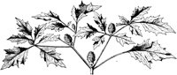 PLF251G.TIF