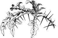PLF251F.TIF