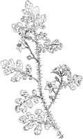 PLF251E.TIF
