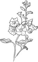 PLF251D.TIF