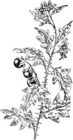PLF251C.TIF