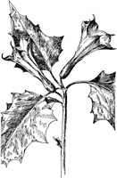 PLF251A.TIF