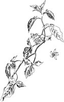 PLF250F.TIF