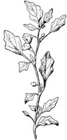 PLF250B.TIF