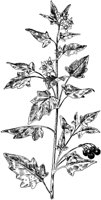 PLF250A.TIF