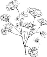 PLF249F.TIF