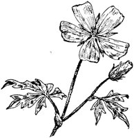 PLF249E.TIF