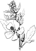 PLF249C.TIF