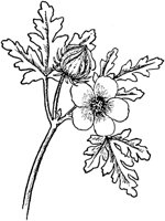 PLF249A.TIF