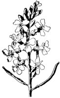PLF248H.TIF