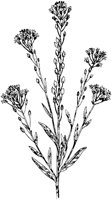 PLF248G.TIF