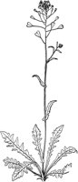 PLF248D.TIF