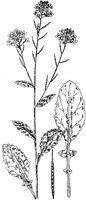 PLF248C.TIF