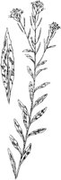 PLF248A.TIF
