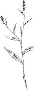 PLF247F.TIF