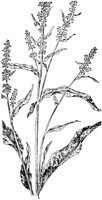 PLF247D.TIF