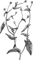PLF247C.TIF