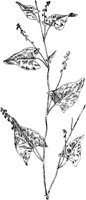 PLF247B.TIF