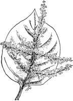 PLF247A.TIF