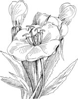 PLF246F.TIF