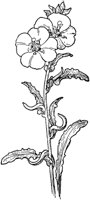 PLF246D.TIF