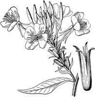 PLF246C.TIF