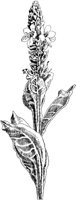PLF245E.TIF