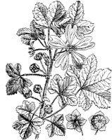 PLF245C.TIF