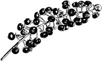 PLF245B.TIF