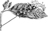 PLF245A.TIF