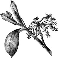 PLF244D.TIF