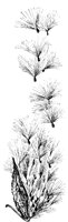 PLF244C.TIF