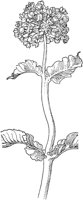 PLF244B.TIF